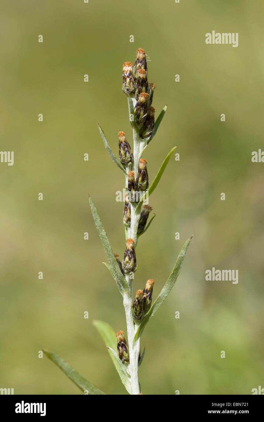 Heath cudweed, Woodland cudweed (Gnaphalium sylvaticum), inflorescence, Germany Stock Photo