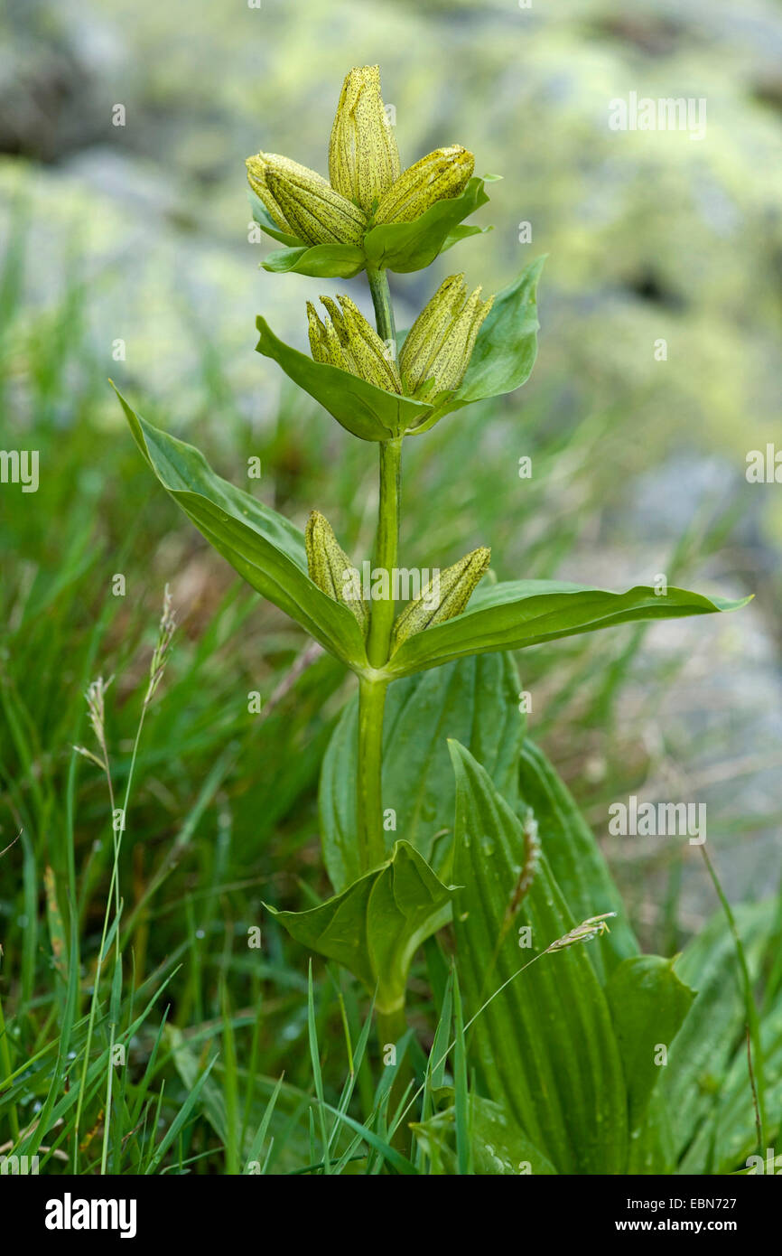Spotted gentian (Gentiana punctata), blooming, Switzerland Stock Photo