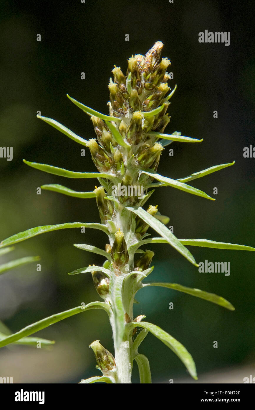 Heath cudweed, Woodland cudweed (Gnaphalium sylvaticum), inflorescence, Switzerland Stock Photo