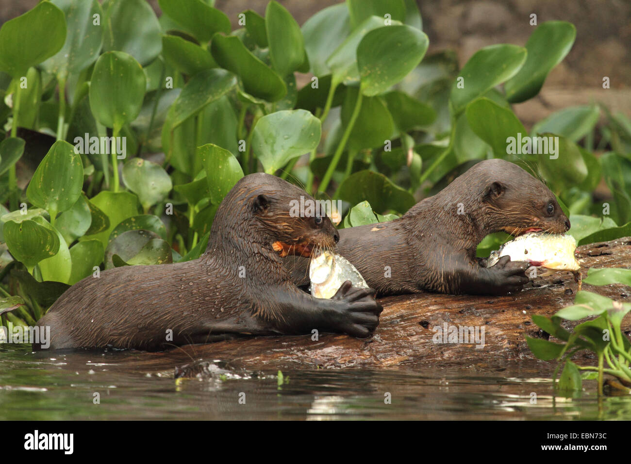 giant otter (Pteronura brasiliensis), juveniles feeding fishes , Brazil, Mato Grosso, Pantanal, Rio Cuiaba Stock Photo