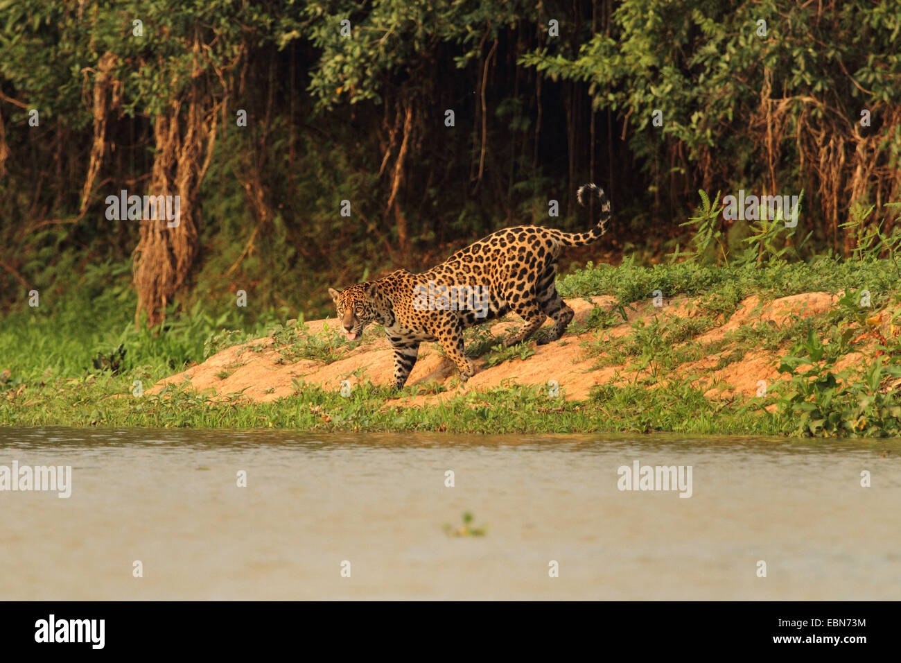 jaguar (Panthera onca), on the riverbank, Brazil, Matto Grosso, Pantanal, Rio Cuiaba Stock Photo