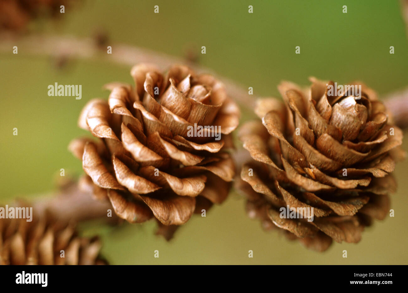 Japanese larch (Larix kaempferi), cones on a branch Stock Photo