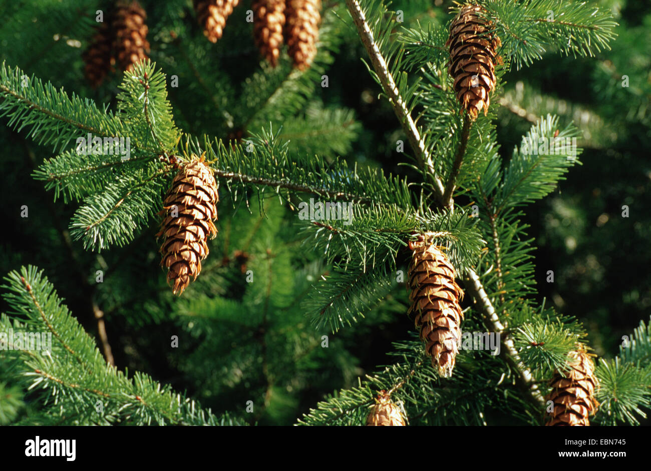 Douglas fir (Pseudotsuga menziesii), branch with cones Stock Photo