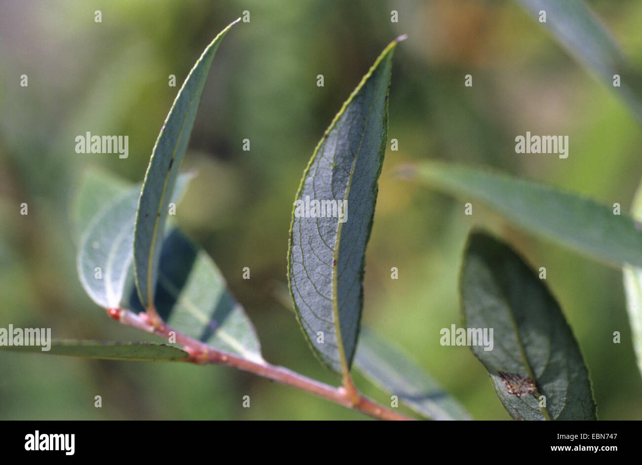 Willow leaves with hi-res stock photography and images - Alamy