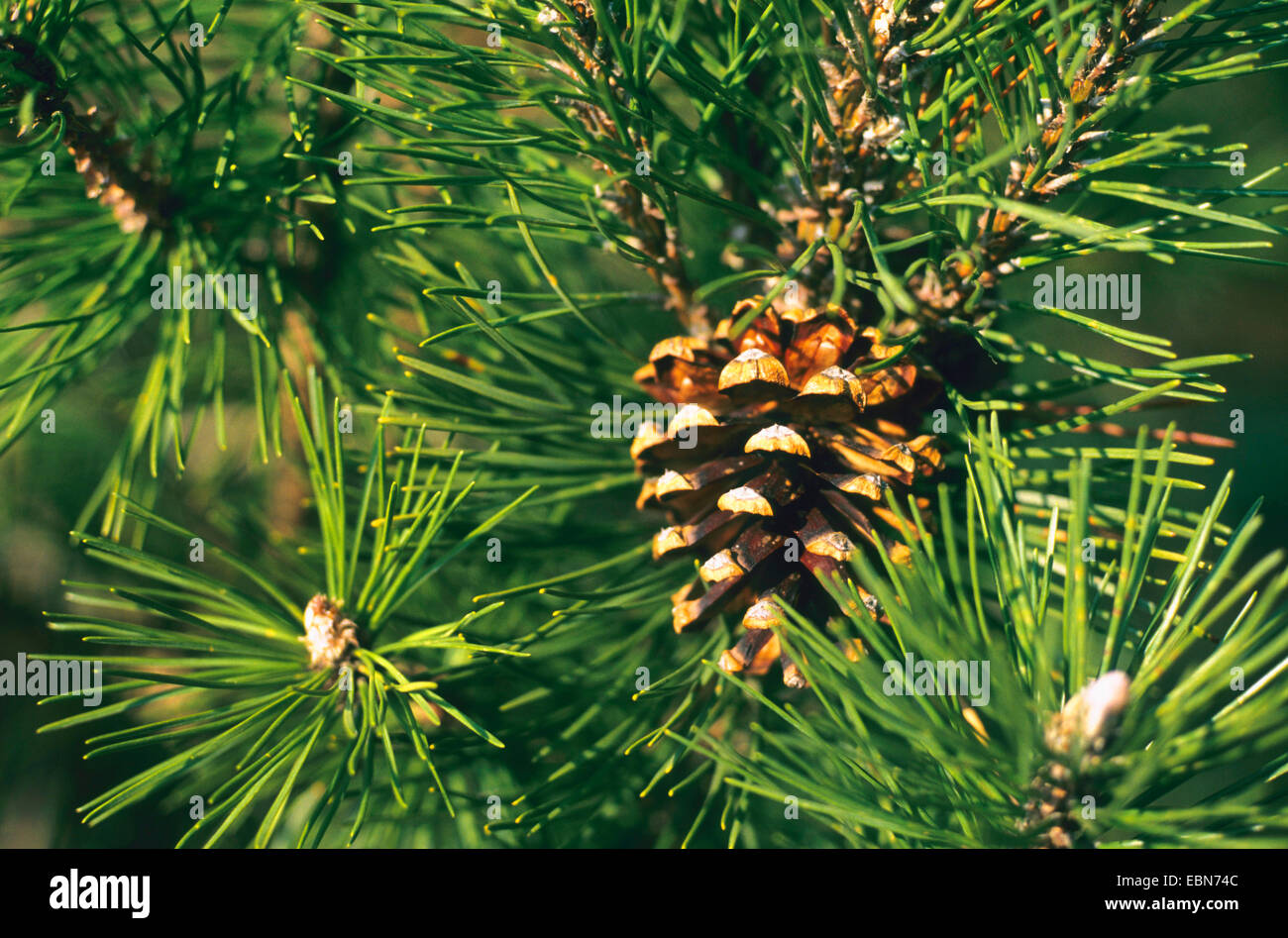 mountain pine, mugo pine (Pinus uncinata, Pinus mugo ssp. uncinata), branch with cone Stock Photo