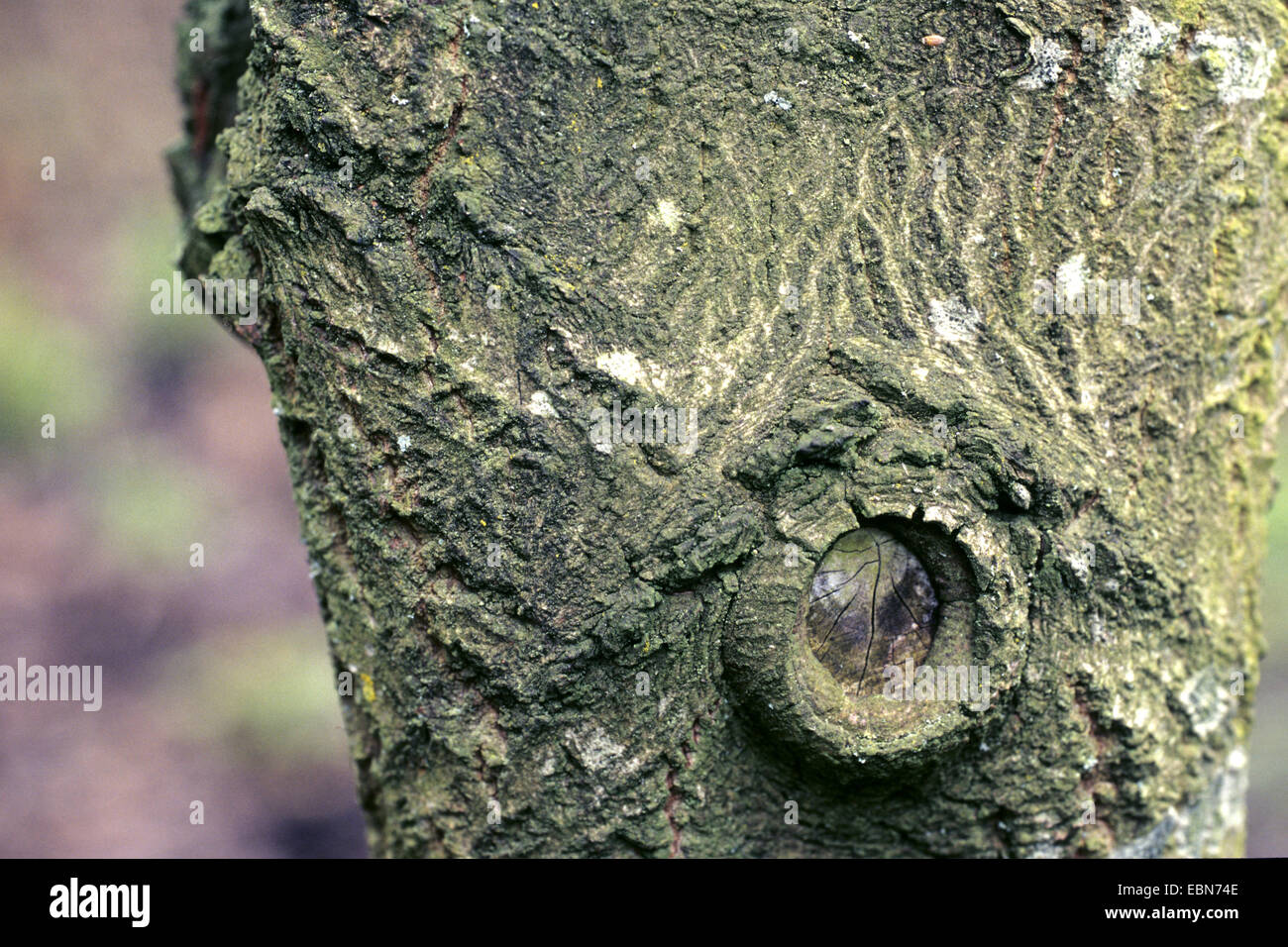 big-leaved dogwood (Cornus macrophylla), bark, knothole Stock Photo