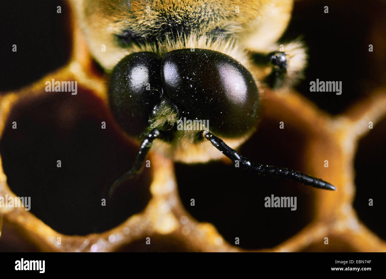 honey bee, hive bee (Apis mellifera), head of a drone on drone combs, Germany Stock - Alamy