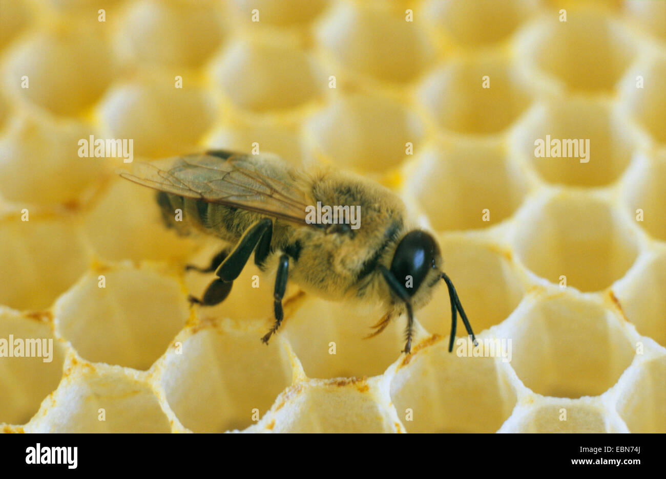 honey bee, hive bee (Apis mellifera mellifera), drone on drone combs, Germany Stock Photo