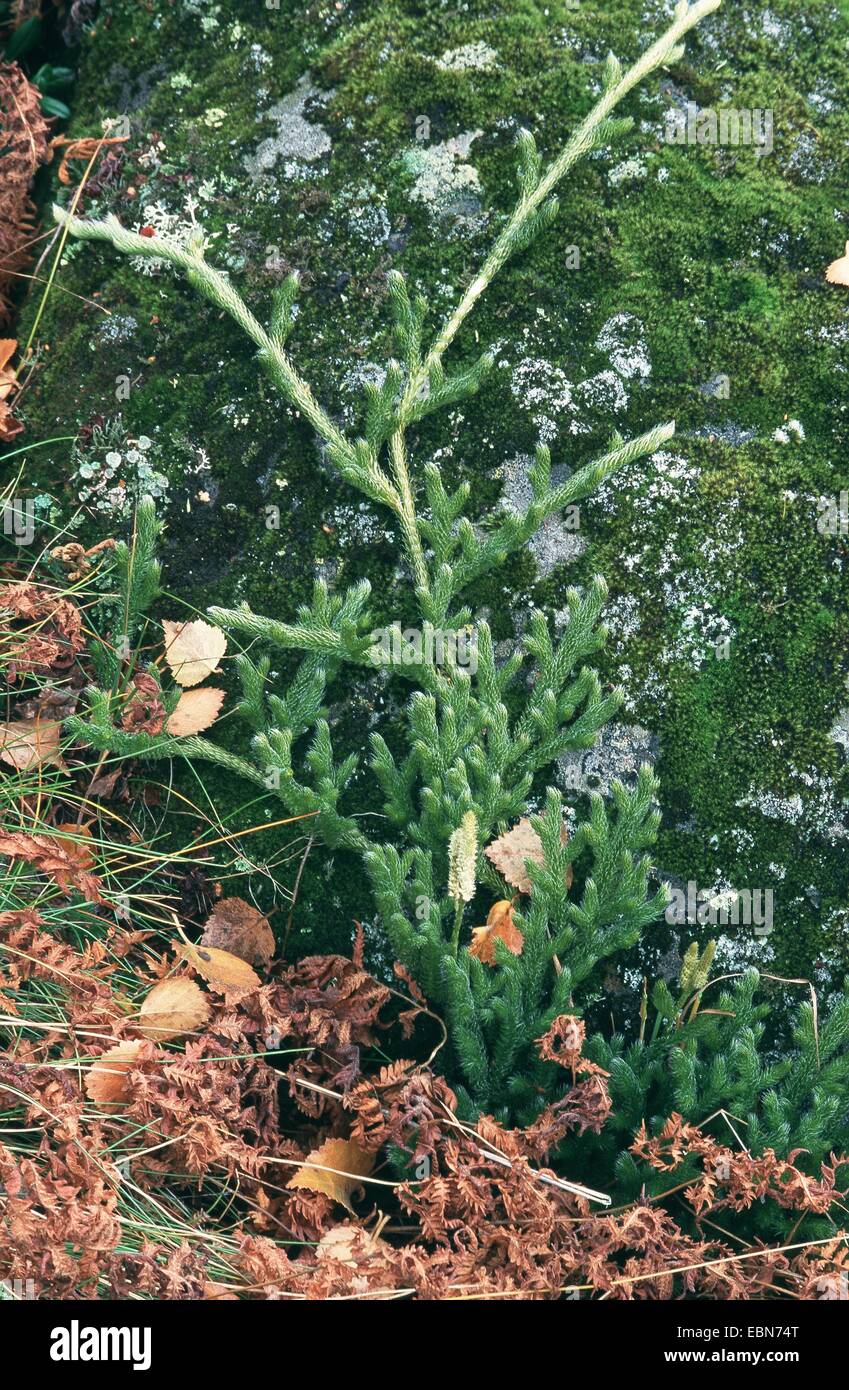 stiff clubmoss, stiff ground-pine (Lycopodium annotinum), Norway, Valldalen Stock Photo
