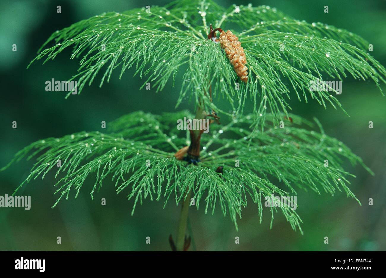 sylvan horsetail, wood horsetail, woodland horsetail (Equisetum ...