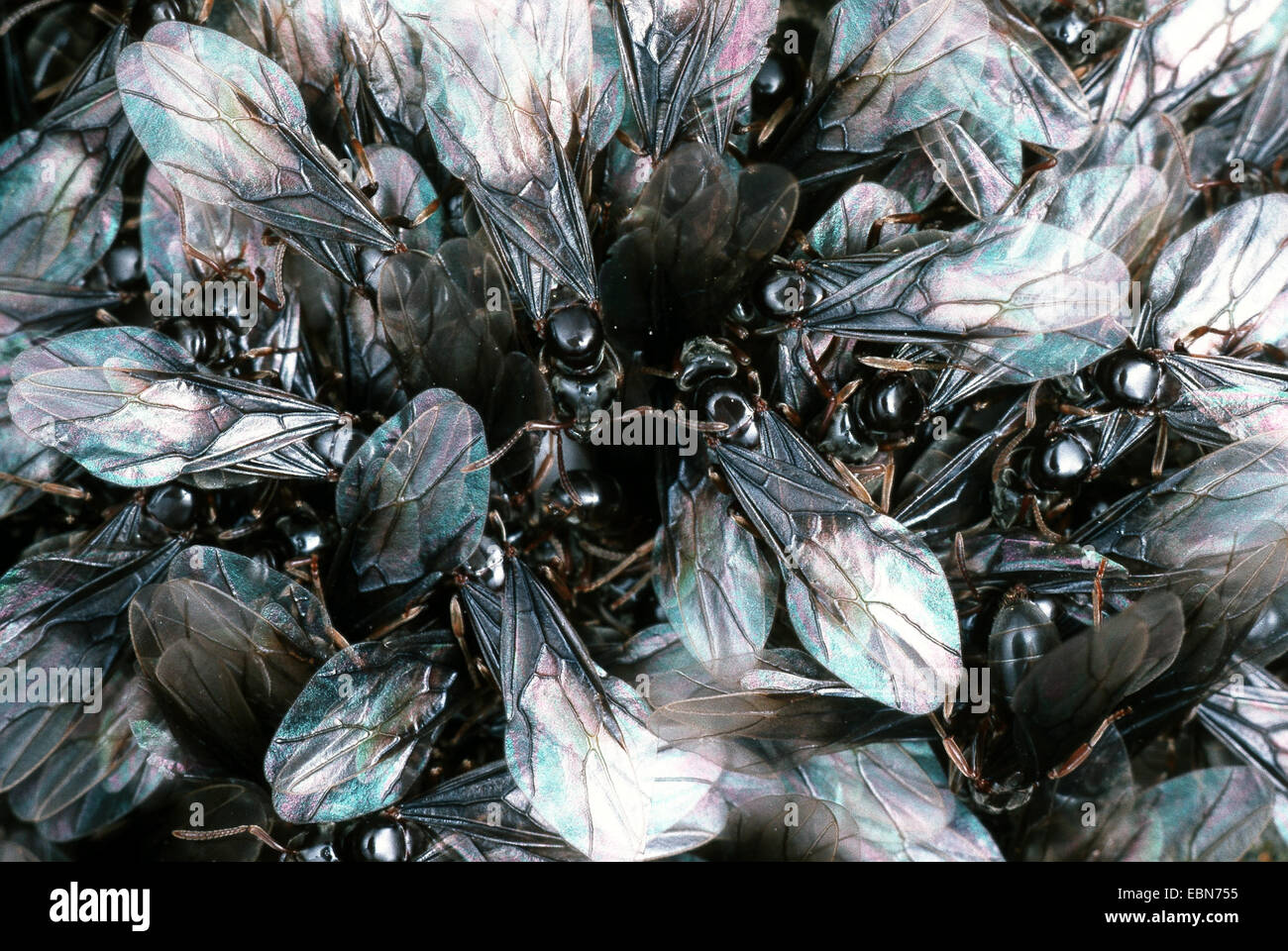 black ant, common black ant, garden ant (Lasius niger), winged