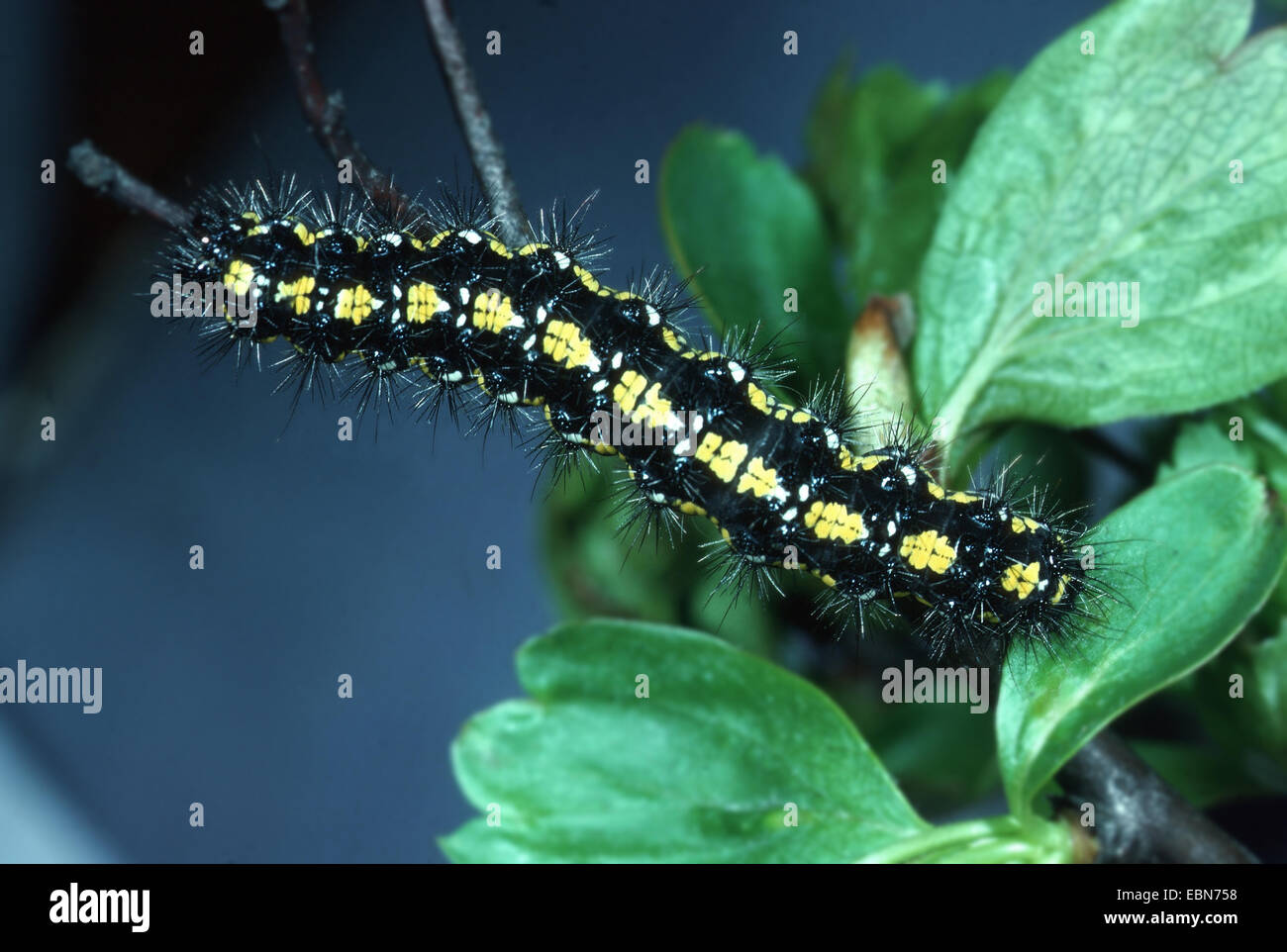scarlet tiger (Callimorpha dominula, Panaxia dominula), caterpillar, Germany Stock Photo Alamy