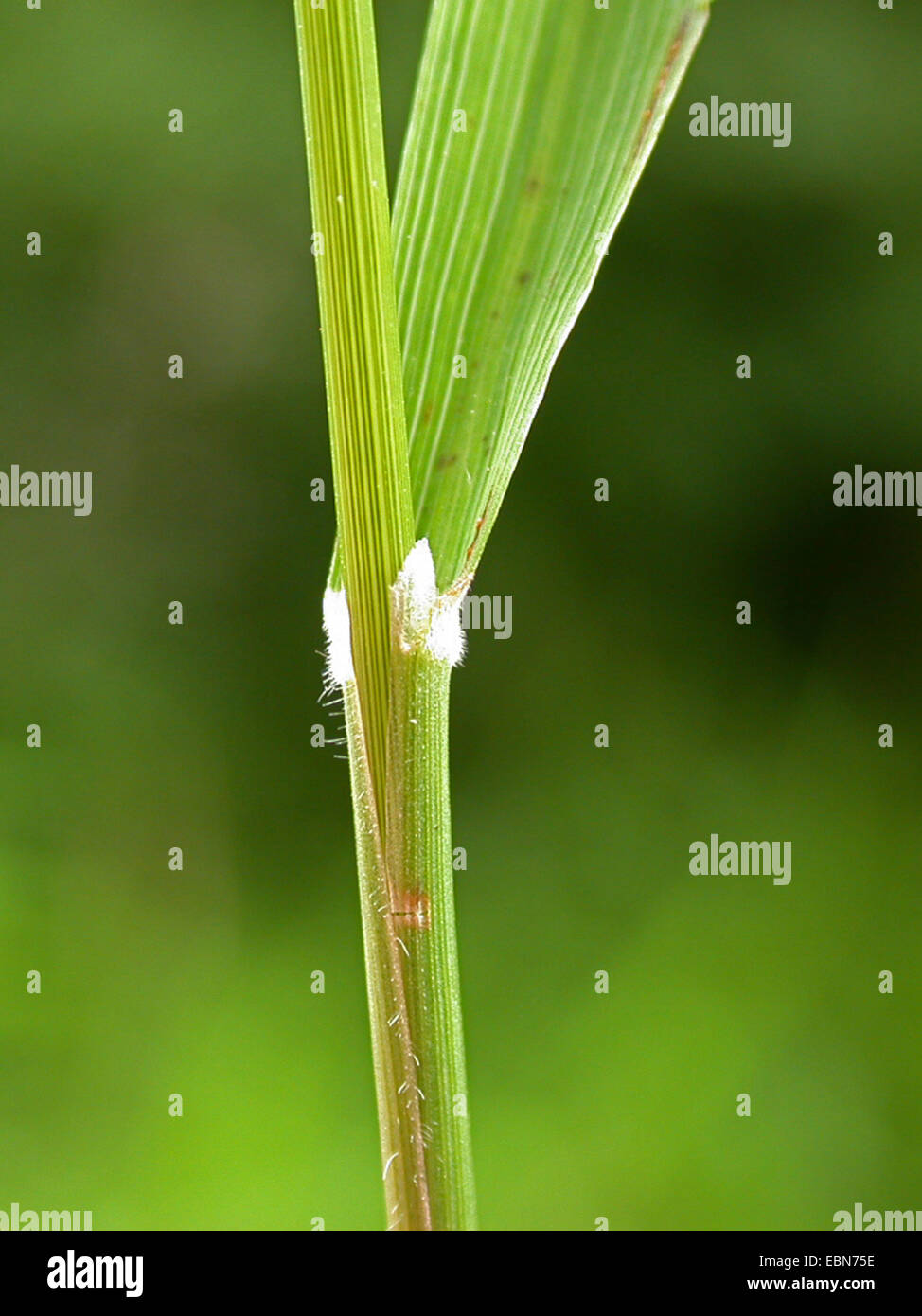 tor-grass (Brachypodium pinnatum), ligule, Germany Stock Photo