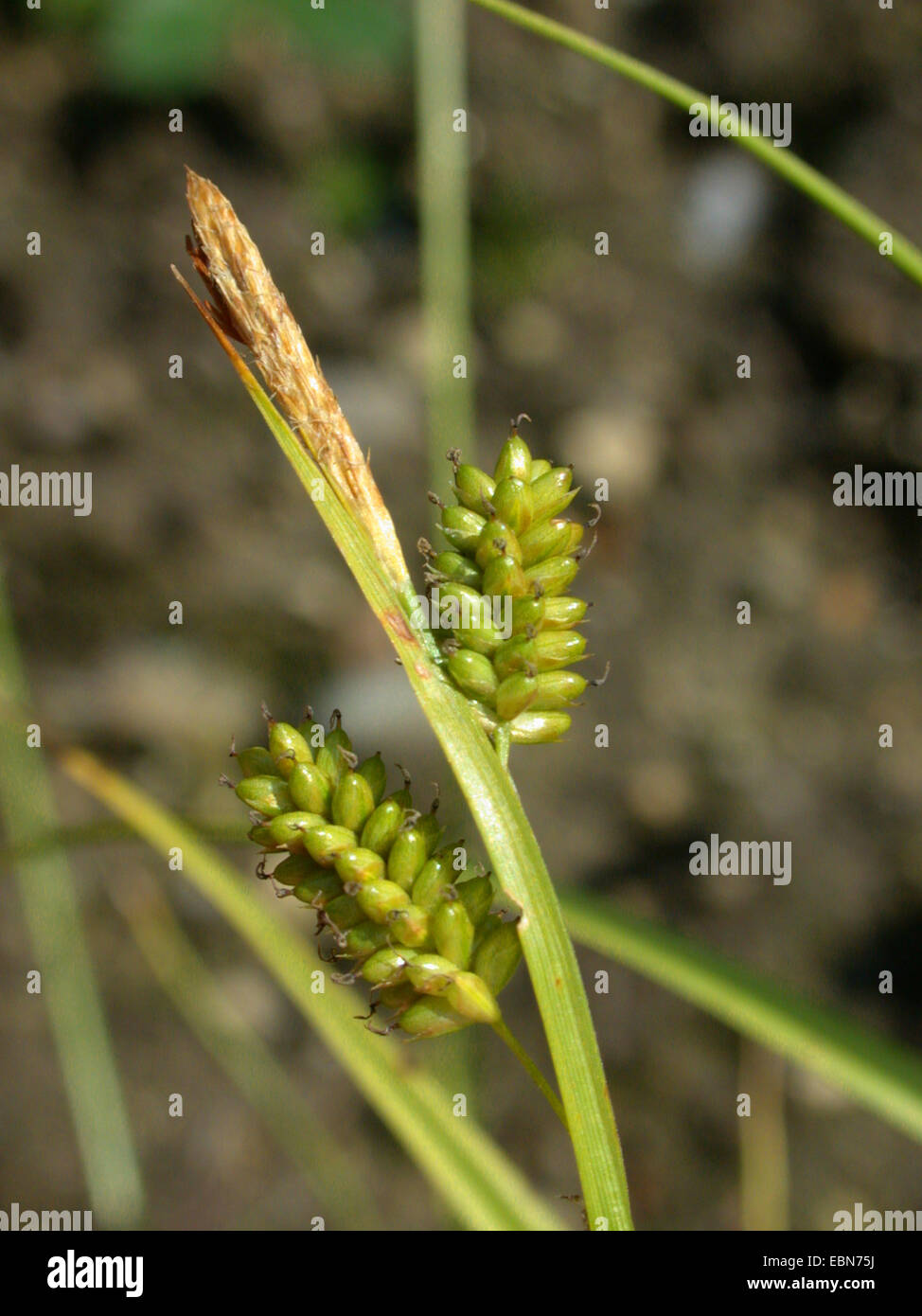 pale sedge (Carex pallescens), inflorescence, Germany Stock Photo