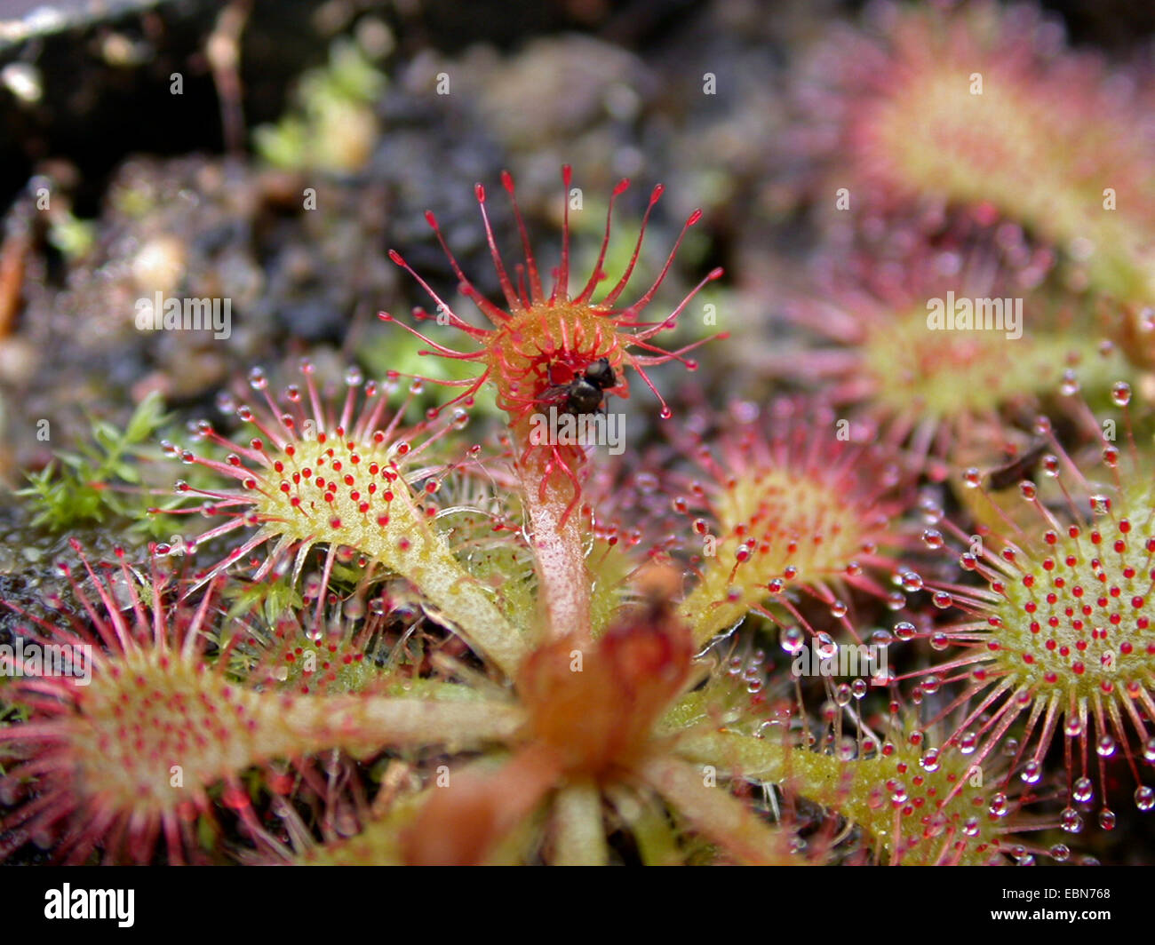 Spoon-leaved sundew (Drosera spathulata), leaf with caught fly Stock Photo