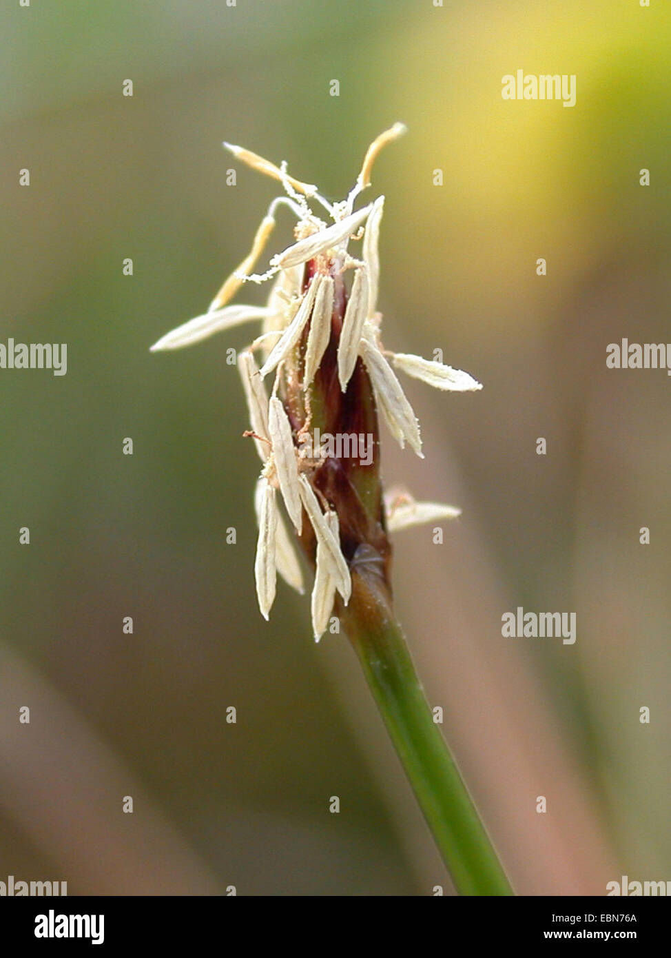 many-stalked spike-rush (Eleocharis multicaulis), inflorescence with stamina, Germany Stock Photo