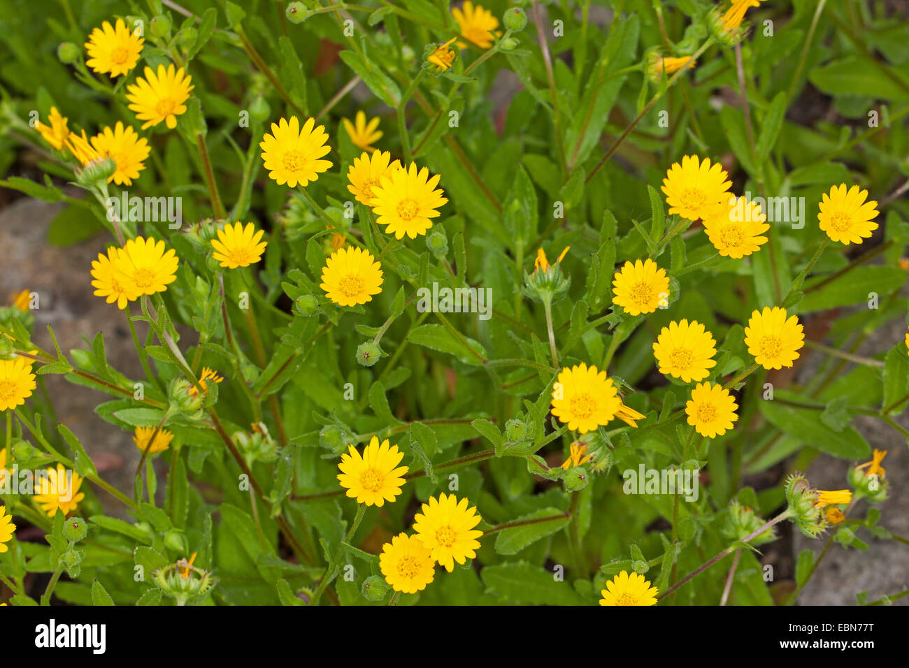 Calendula Arvensis
