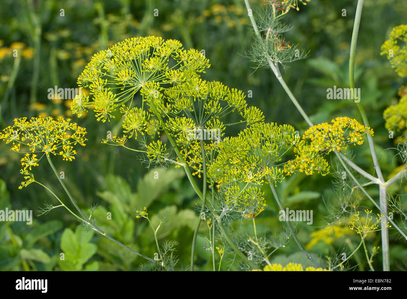 Dill, Aneth (Anethum graveolens), blooming Stock Photo