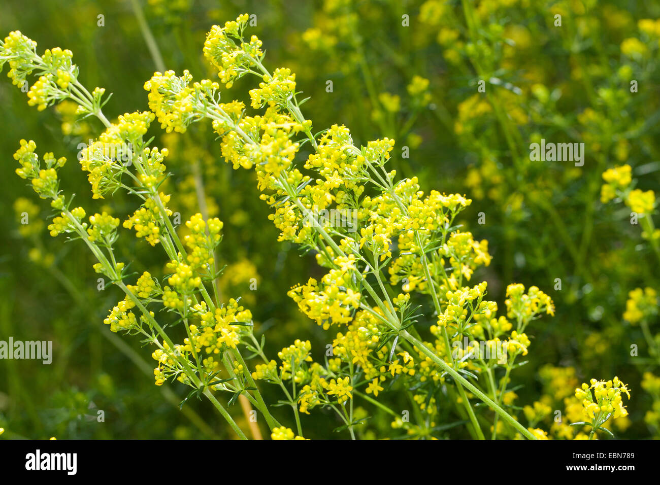 Lady's Bedstraw, Yellow Bedstraw (Galium verum), blooming, Germany Stock Photo