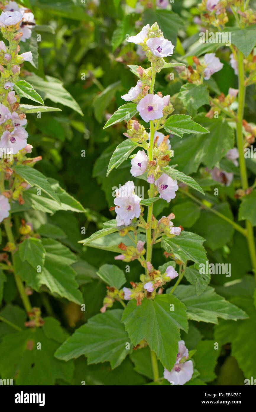 common marshmallow, common marshmallow (Althaea officinalis), blooming