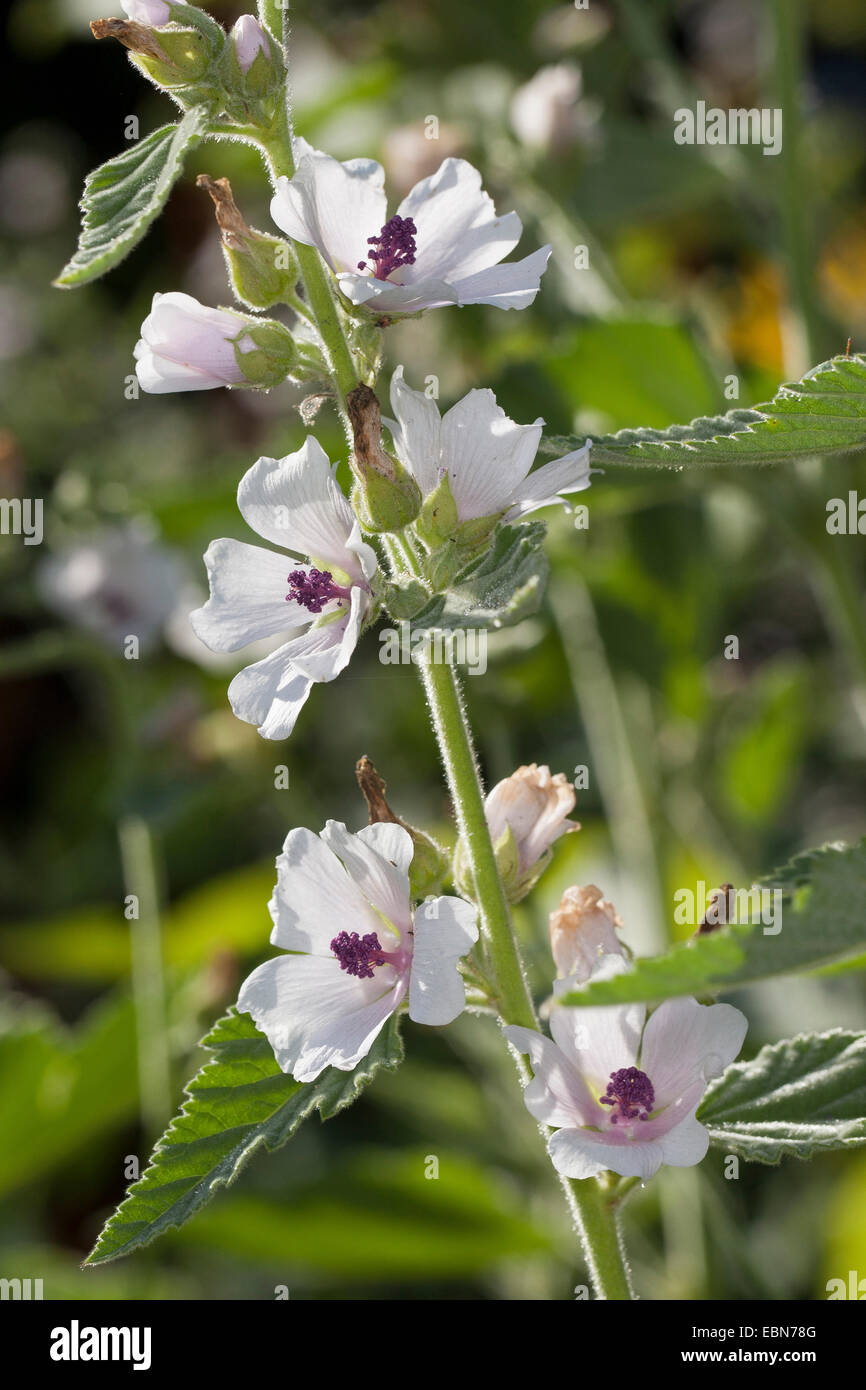 Marshmallow plant hires stock photography and images Alamy
