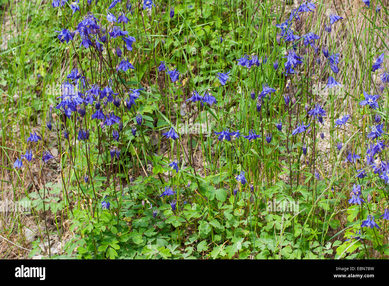 European columbine (Aquilegia vulgaris), blooming, Germany Stock Photo