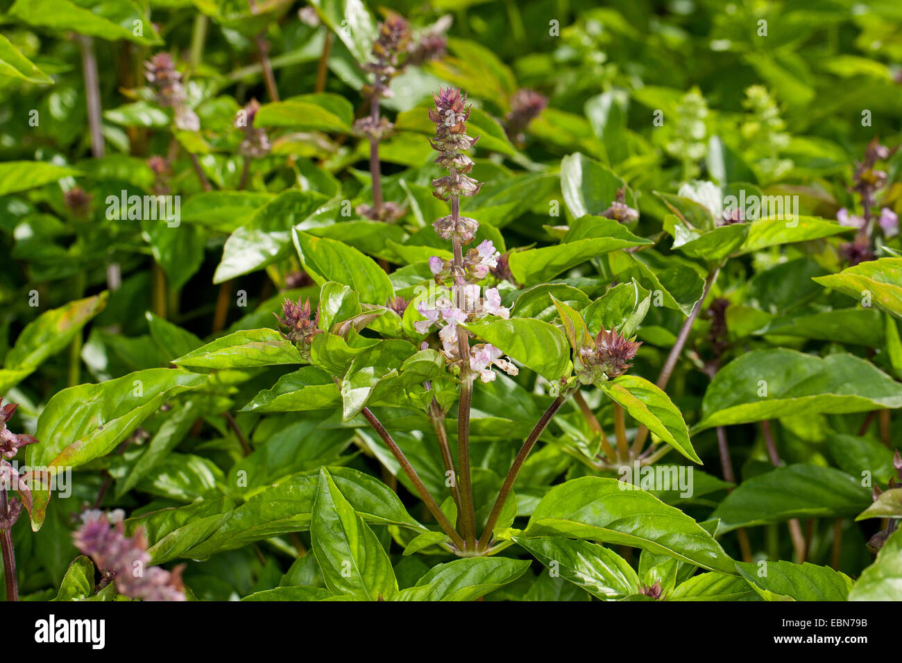 Basil, Thai Basil, Sweet Basil (Ocimum basilicum), blooming Stock Photo Alamy