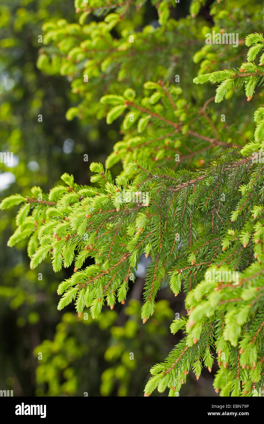 Norway spruce (Picea abies), fresh shootings, Germany Stock Photo