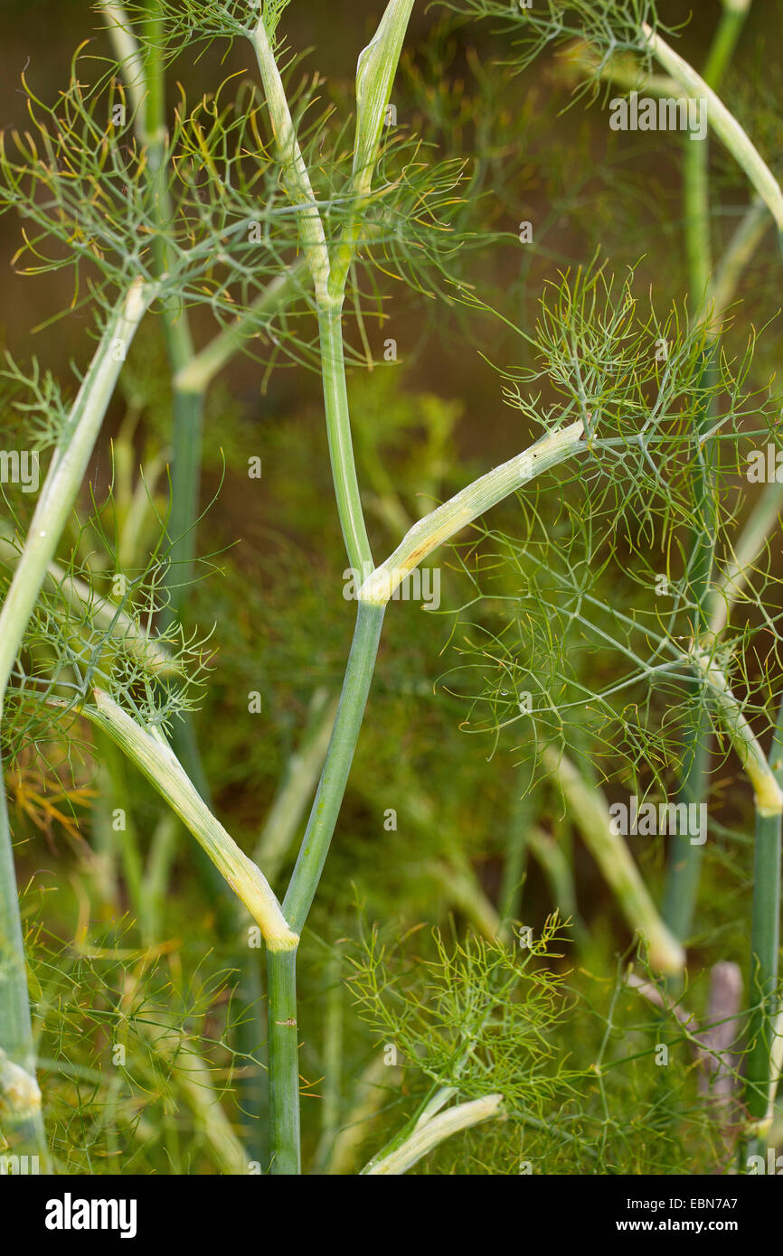 sweet fennel (Foeniculum vulgare, foeniculum), sprout with