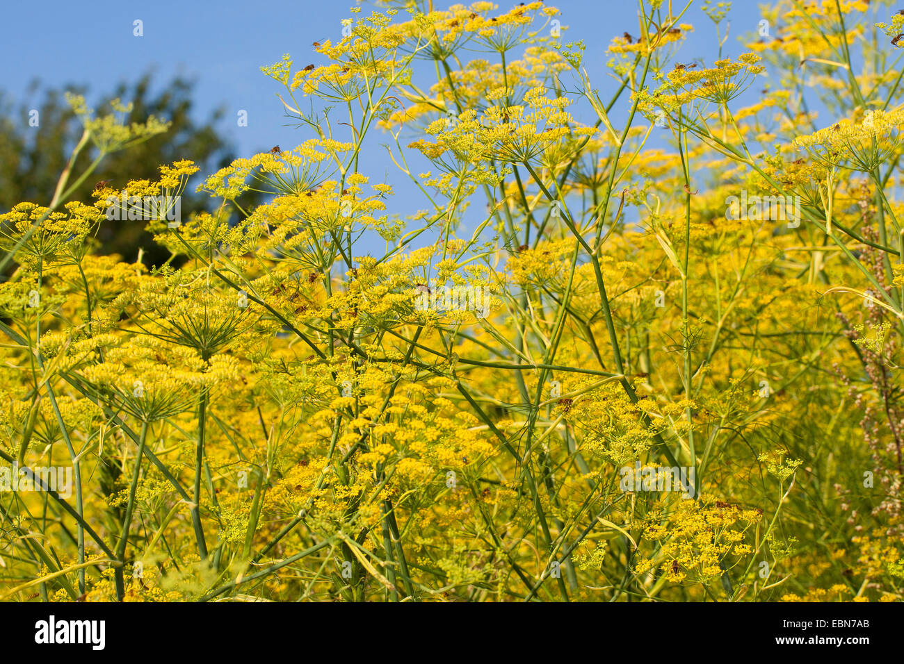 sweet fennel (Foeniculum vulgare, foeniculum), blooming Stock