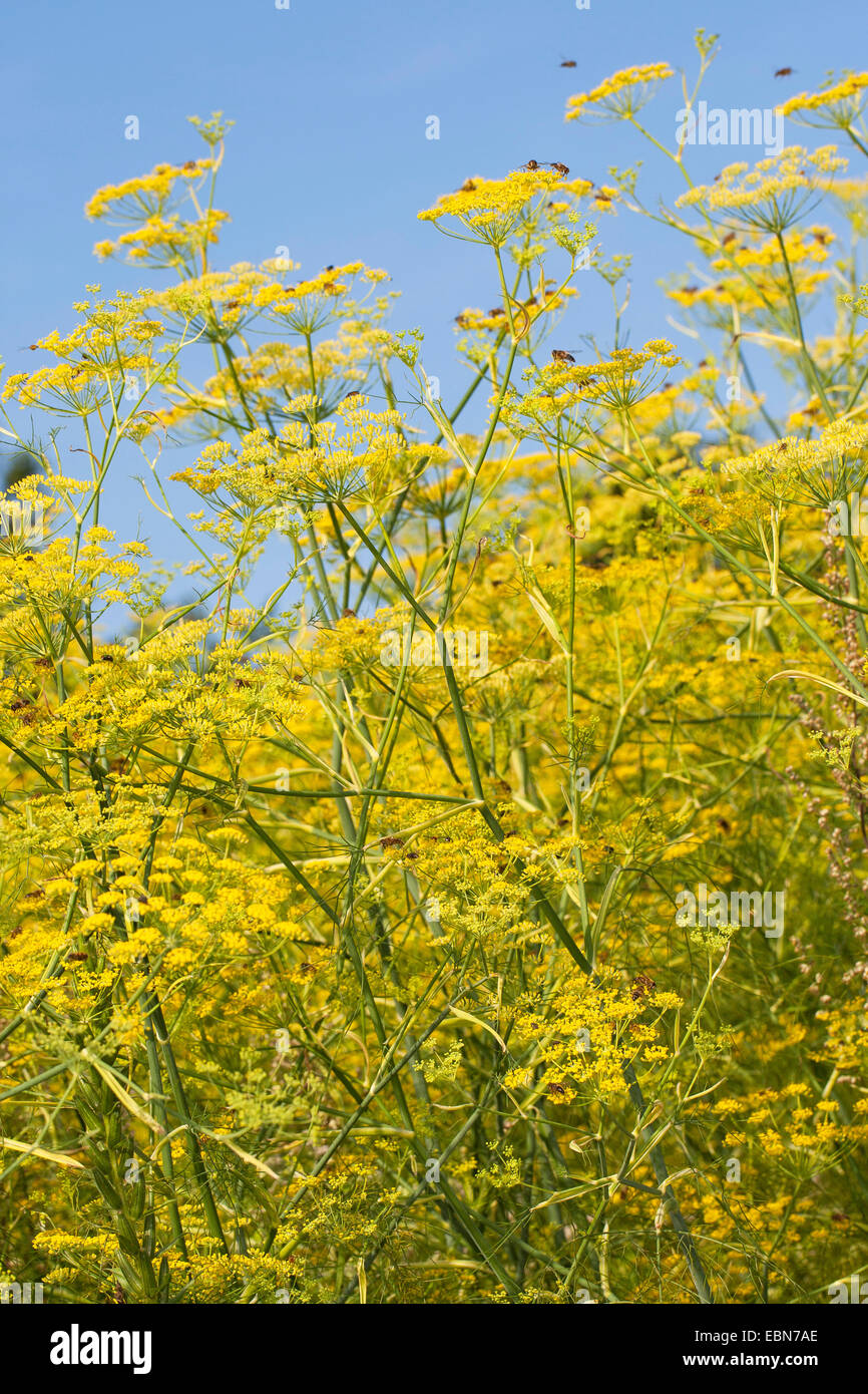 sweet fennel (Foeniculum vulgare, foeniculum), blooming Stock
