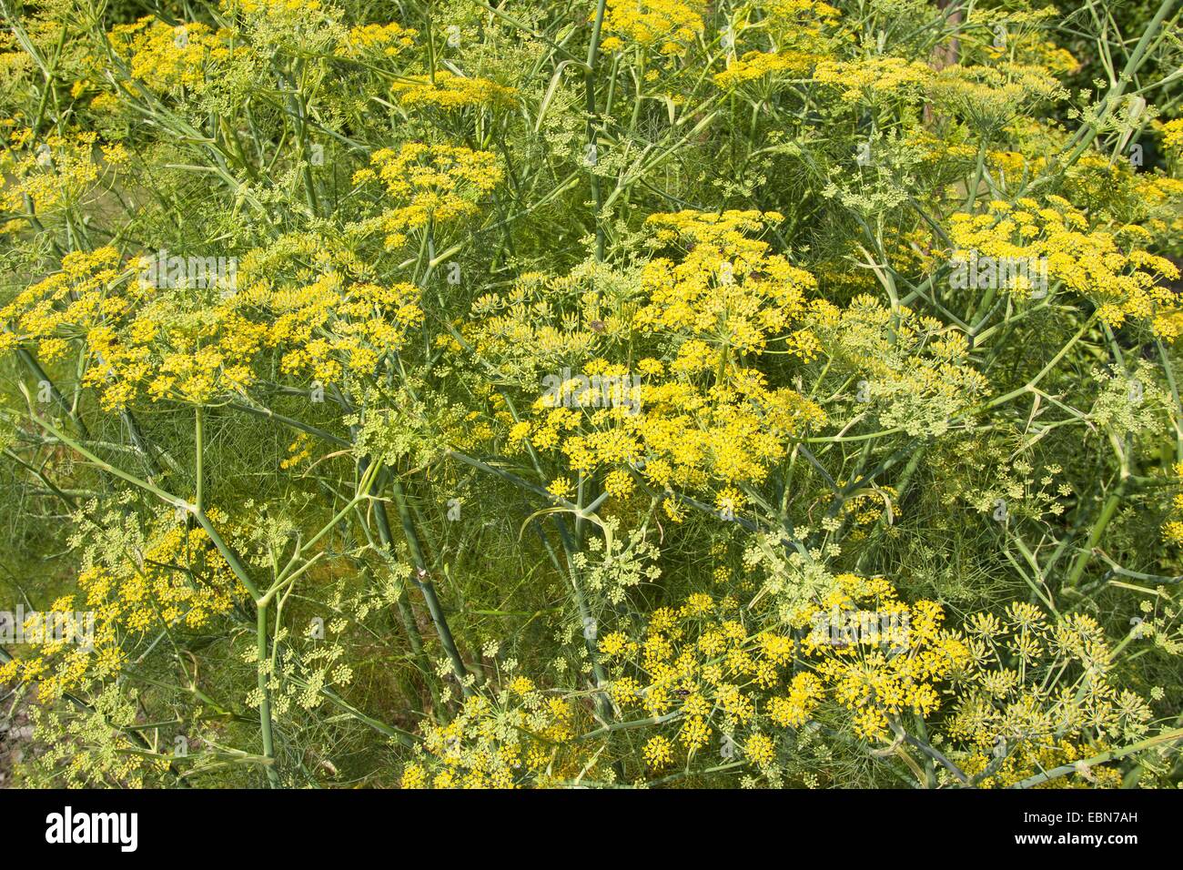sweet fennel (Foeniculum vulgare, foeniculum), blooming Stock