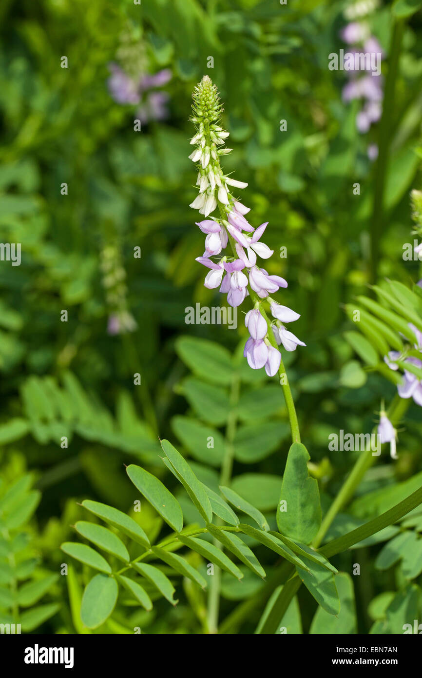 Goat's rue, French lilac, Italian fitch, Professor-weed (Galega officinalis), blooming, Germany Stock Photo
