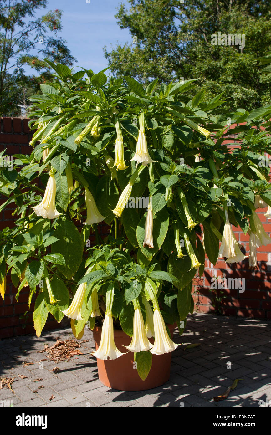 Angel's trumpet tree (Brugmansia spec., Datura spec.), blooming Stock Photo