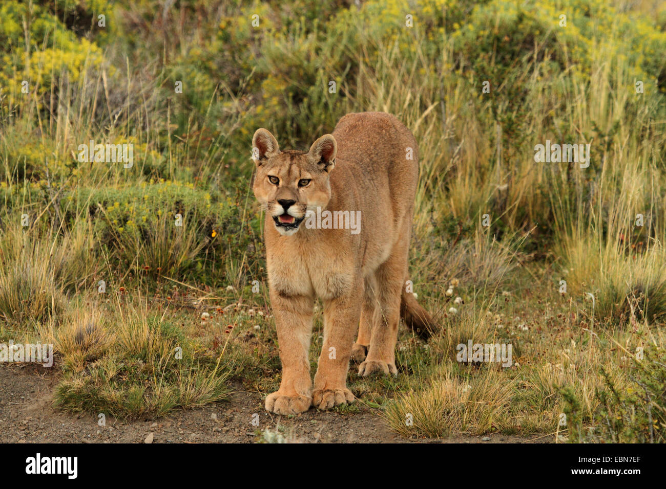 Puma, Mountain lion, Cougar (Puma concolor, Profelis concolor, Felis concolor), looking inquisitively at the photographer, Chile, Ultima Esperanza, Torres del Paine National Park Stock Photo