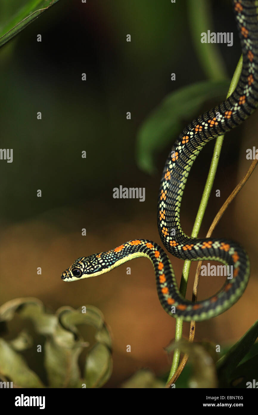 Paradise tree snake, Paradise flying Snake (Chrysopelea paradisi), hanging down on thin branch, Malaysia, Sabah, Danum Valley Stock Photo