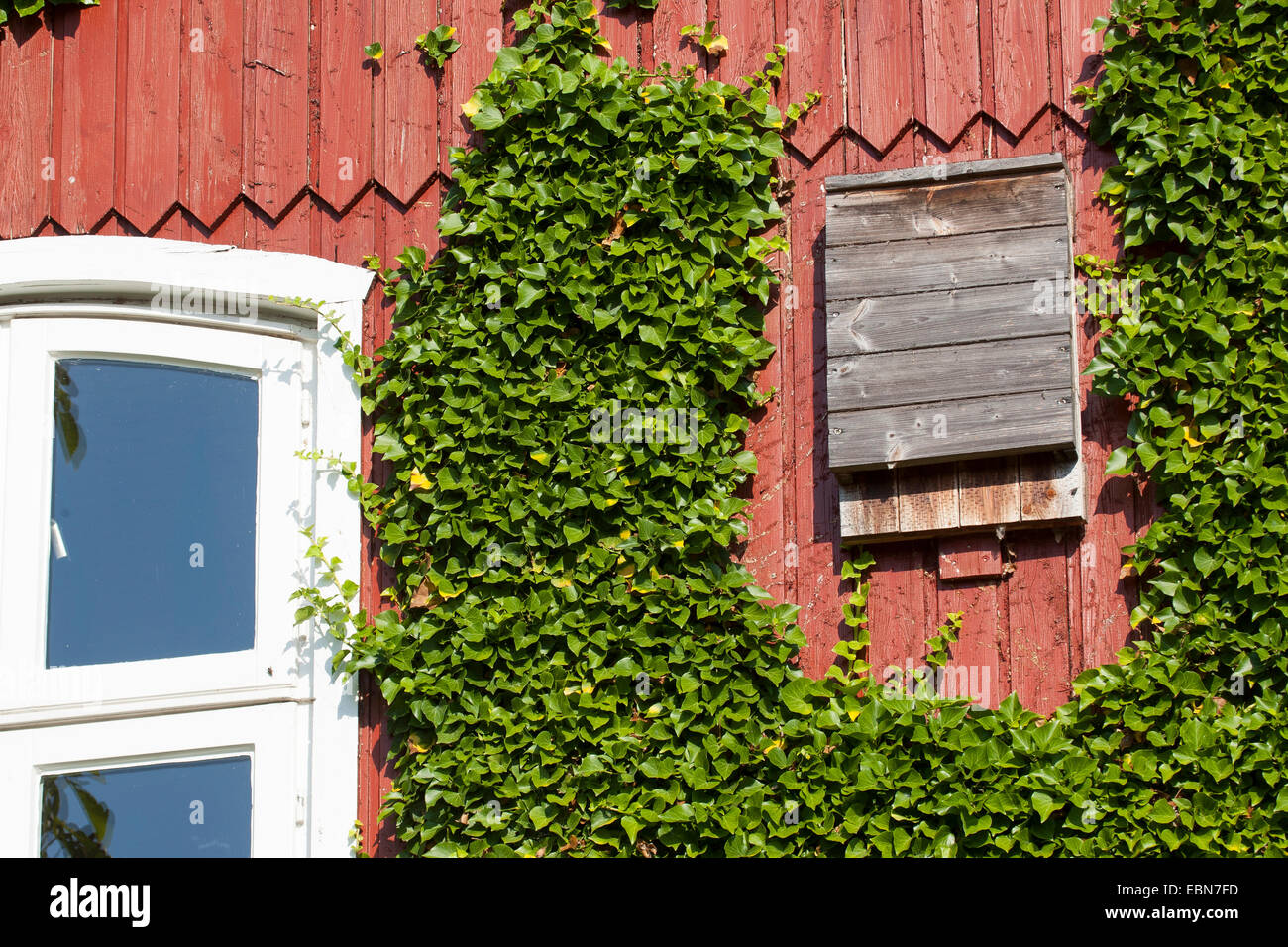 nesting box for bats at wooden cladding, Germany Stock Photo - Alamy