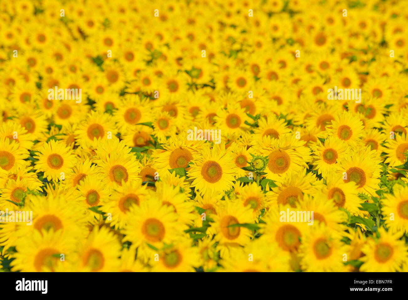 common sunflower (Helianthus annuus), sunflower field , Germany, Bavaria Stock Photo