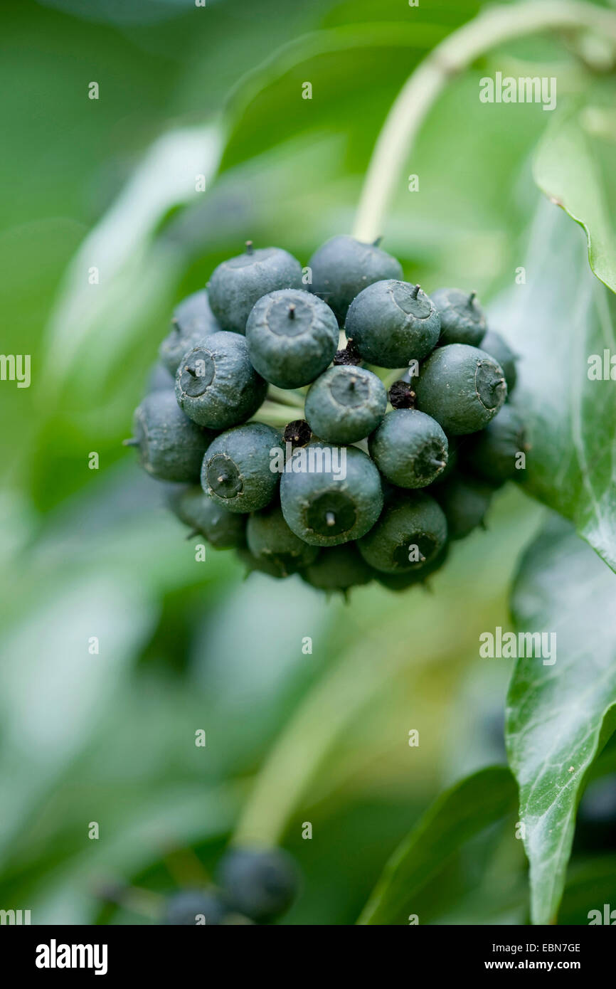 English ivy, common ivy (Hedera helix), infructescence, Germany Stock Photo