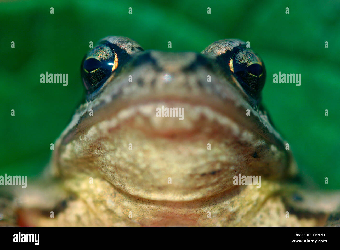 common frog, grass frog (Rana temporaria), portrait, Germany Stock Photo