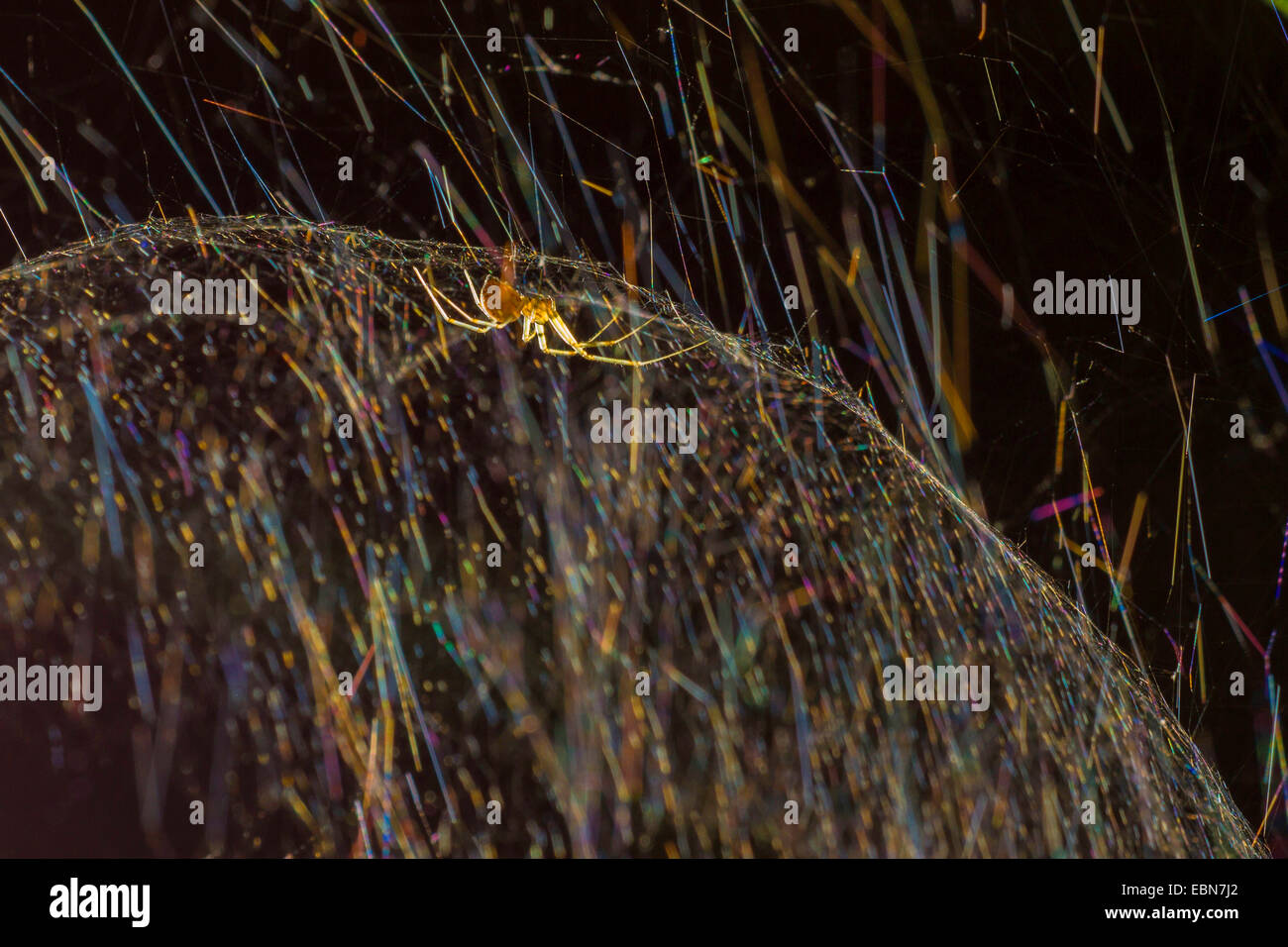 sheet-web weavers, sheet-web spinners, line-weaving spiders, line weavers, money spiders (Linyphiidae), in spherical net in backlight, Germany, Bavaria Stock Photo