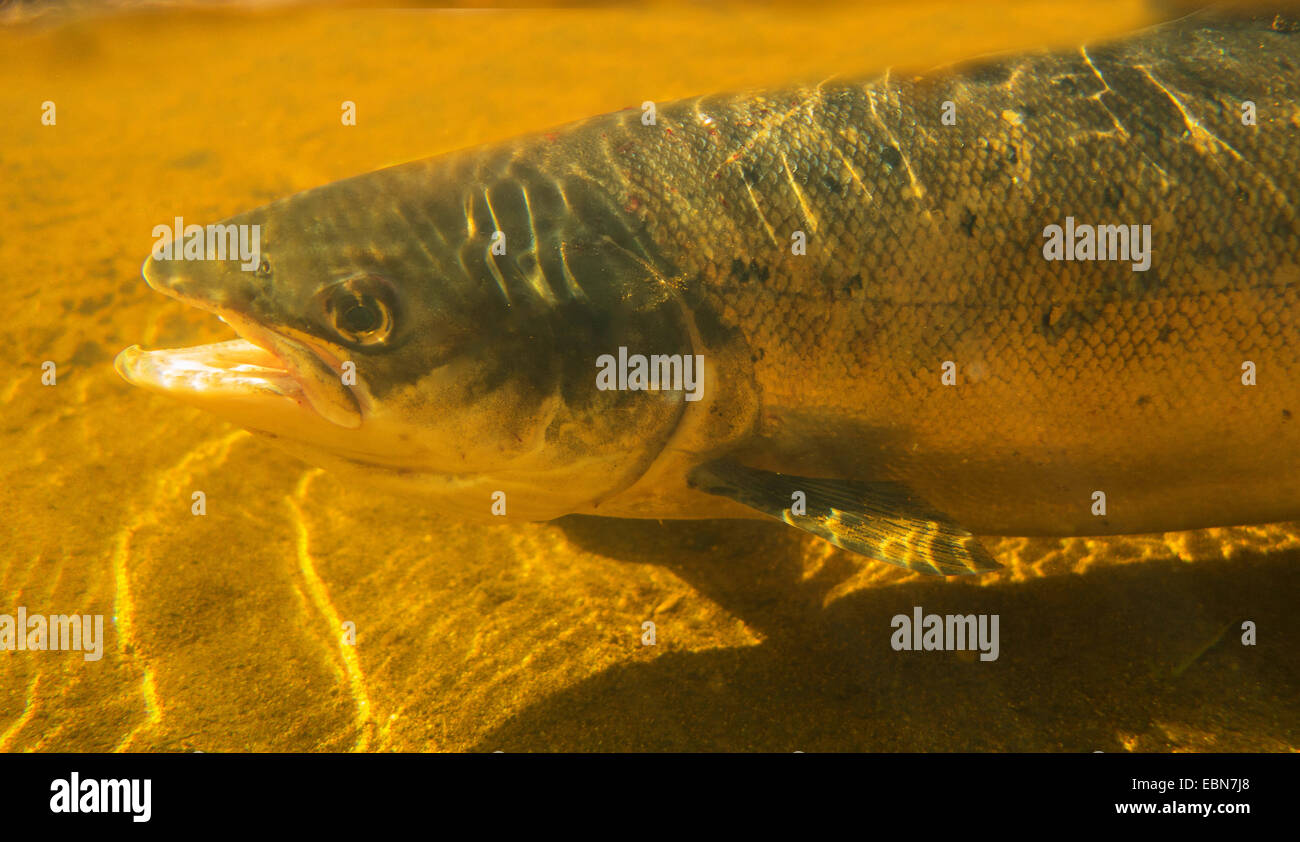 Atlantic salmon, ouananiche, lake Atlantic salmon, landlocked salmon, Sebago salmon (Salmo salar), half-length portrait og a grilse, Ireland, Moy River Stock Photo