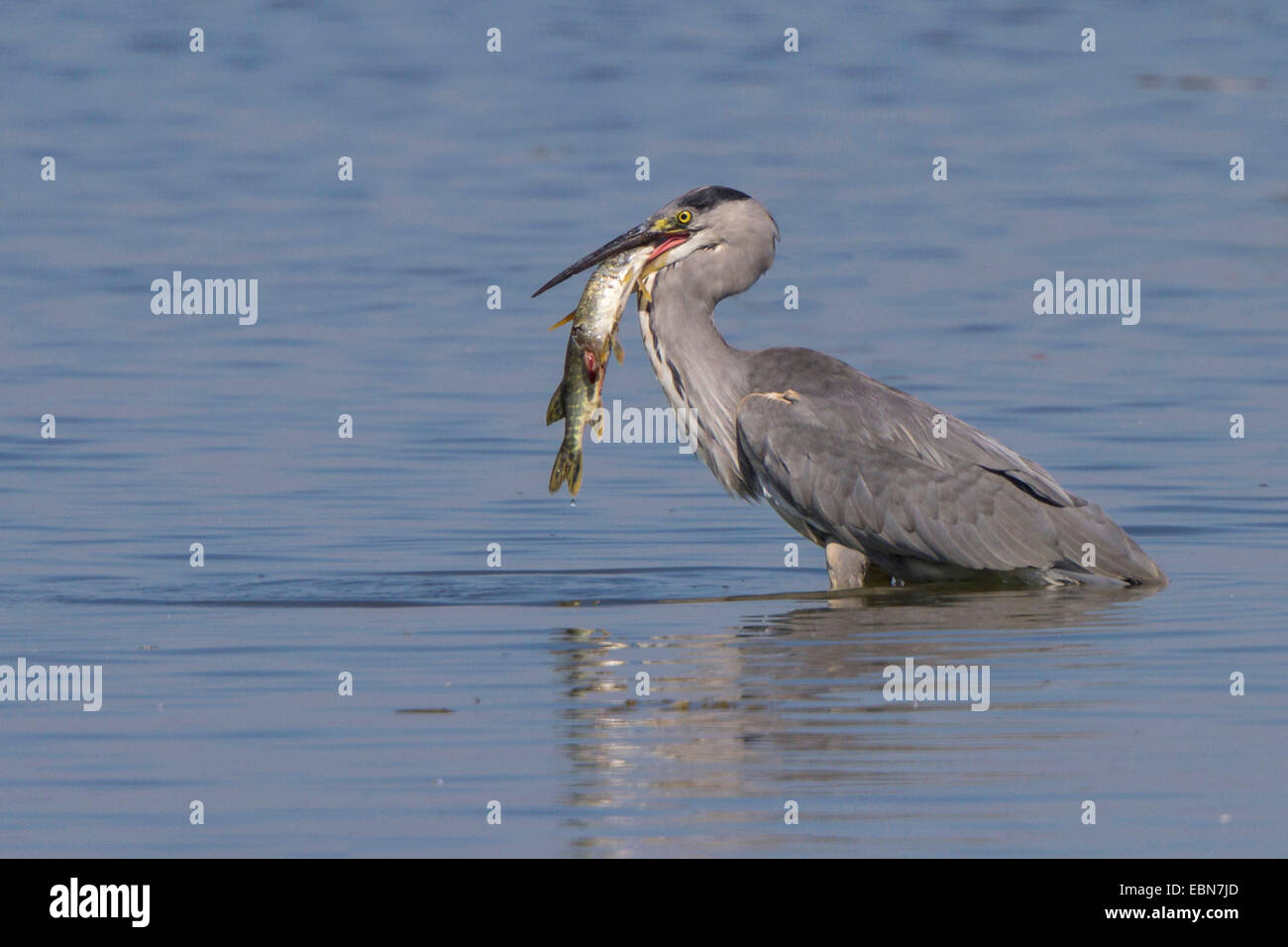 grey heron (Ardea cinerea), standing in deep water and feeding on a caught pike, Germany, Bavaria, Lake Chiemsee Stock Photo
