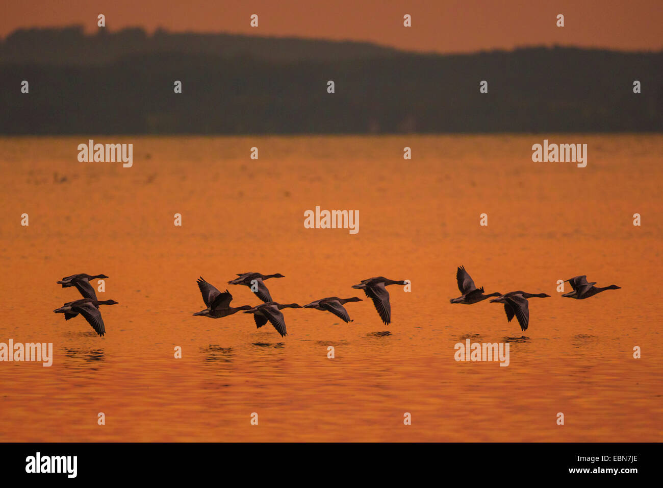 greylag goose (Anser anser), flock flying near the watersurface at sunset, Germany, Bavaria, Lake Chiemsee Stock Photo