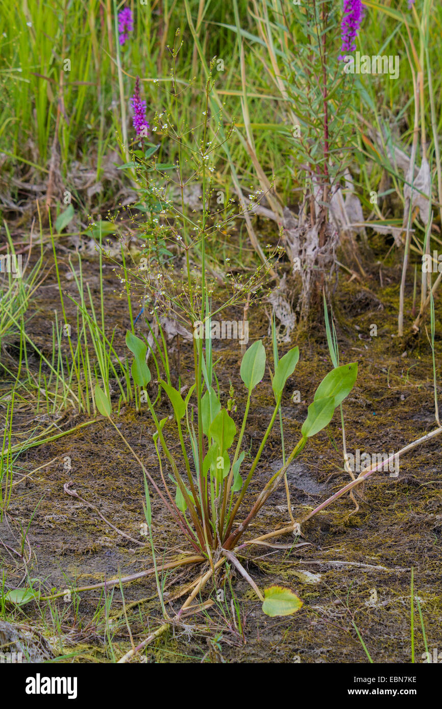 water-plantain (Alisma plantago-aquatica), flowering, Germany, Bavaria, Isental Stock Photo