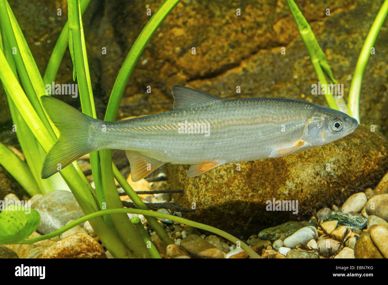 nase (Chondrostoma nasus), swimming, juvenil nase Stock Photo