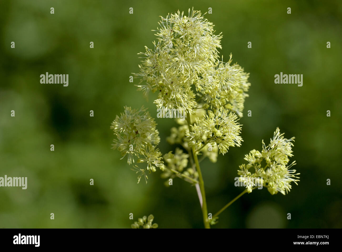 common meadow-rue (Thalictrum flavum), inflorescence, Germany Stock Photo