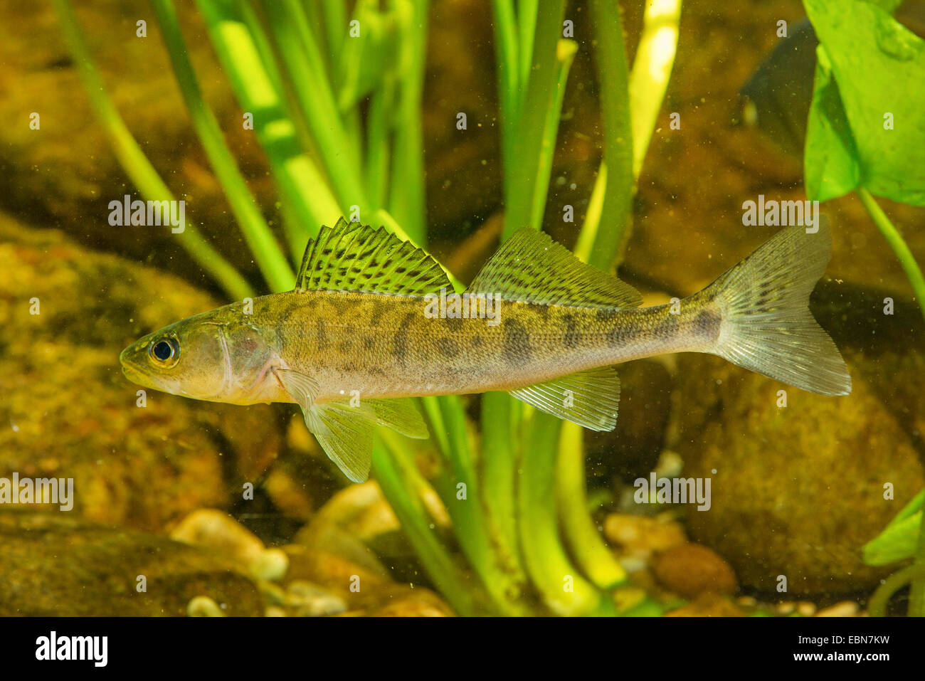 pike-perch, zander (Stizostedion lucioperca, Sander lucioperca), underwater photo of a juvenil zander Stock Photo