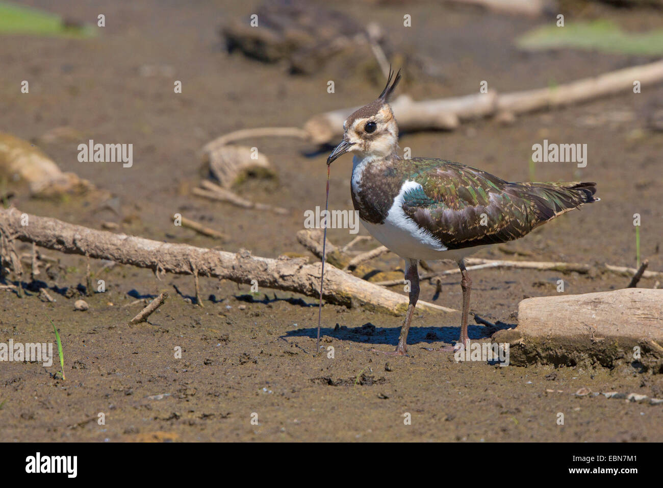 northern lapwing (Vanellus vanellus), pulling a worm out of the mud, Germany, Bavaria, Lake Chiemsee Stock Photo