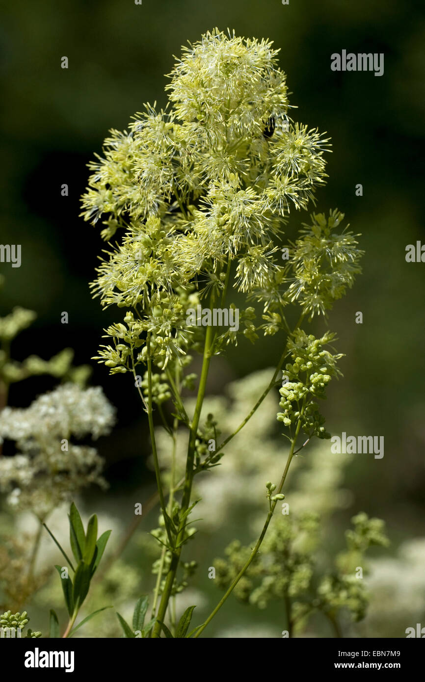 common meadow-rue (Thalictrum flavum), inflorescence, Germany Stock Photo